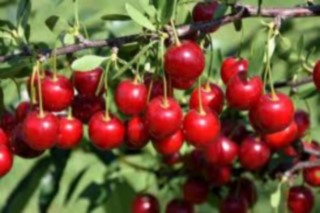 Prairie Fruit