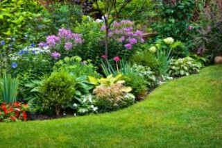 Perennials