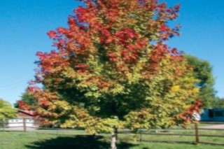 Trees